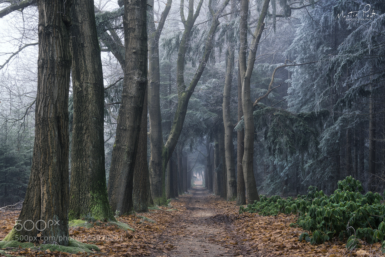 Sony a5100 sample photo. Welcome to narnia photography
