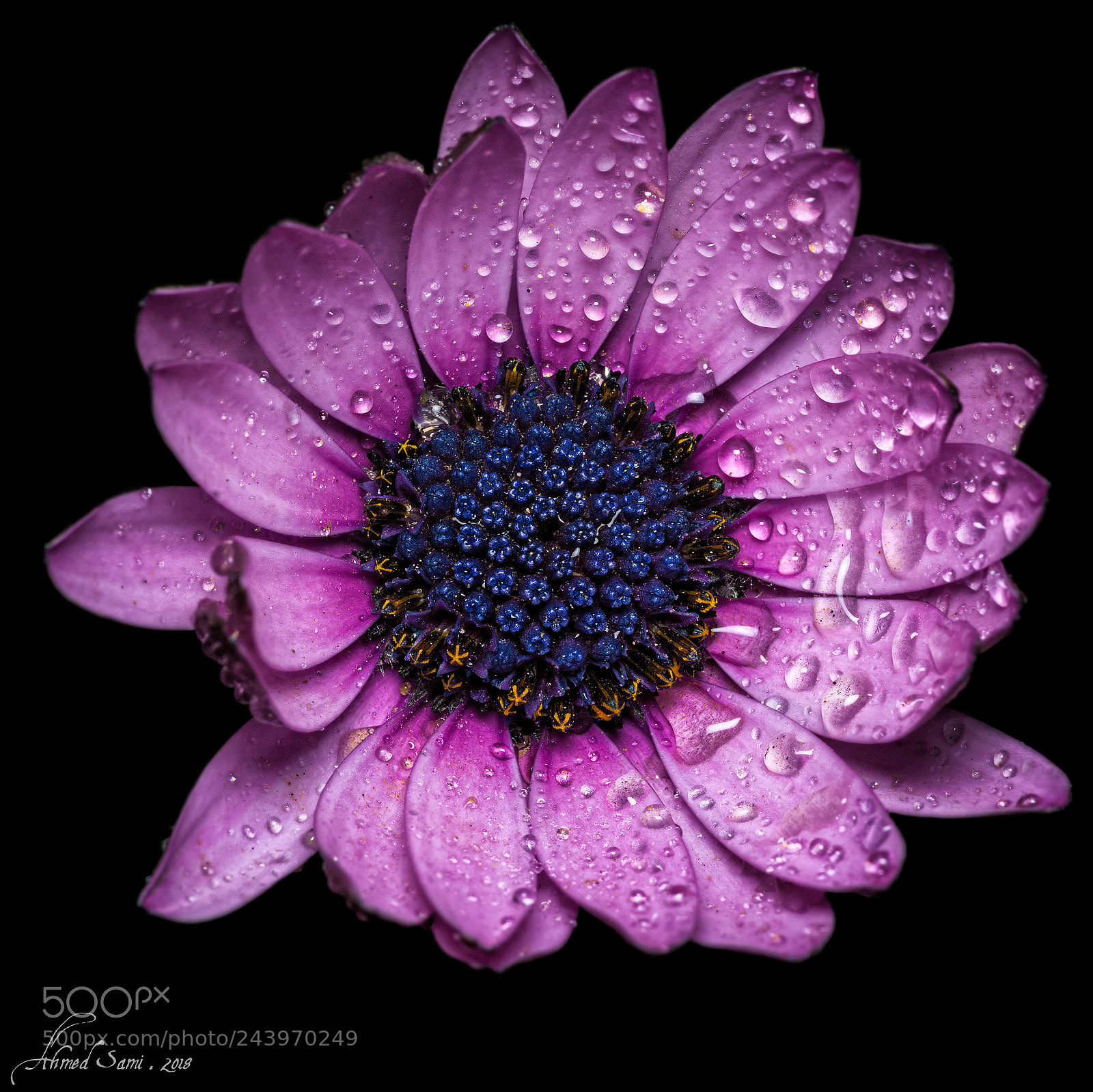 Nikon D7100 sample photo. Dew drops photography