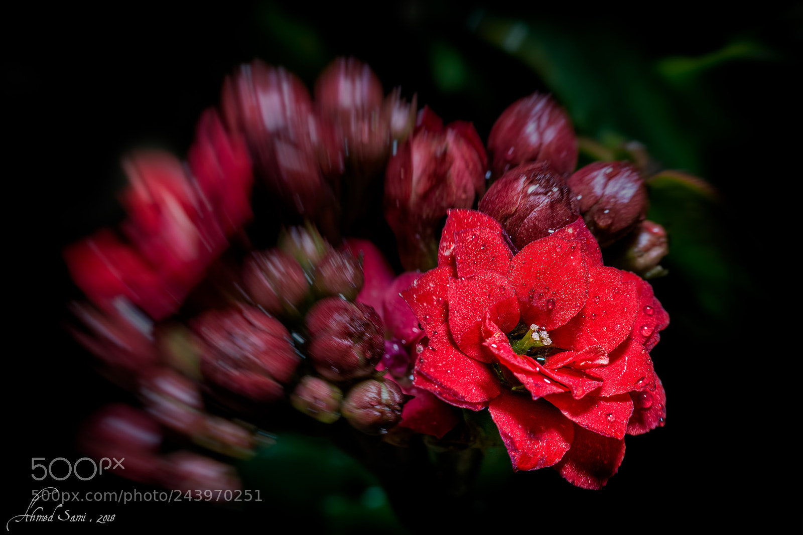 Nikon D7100 sample photo. Kalanchoe photography