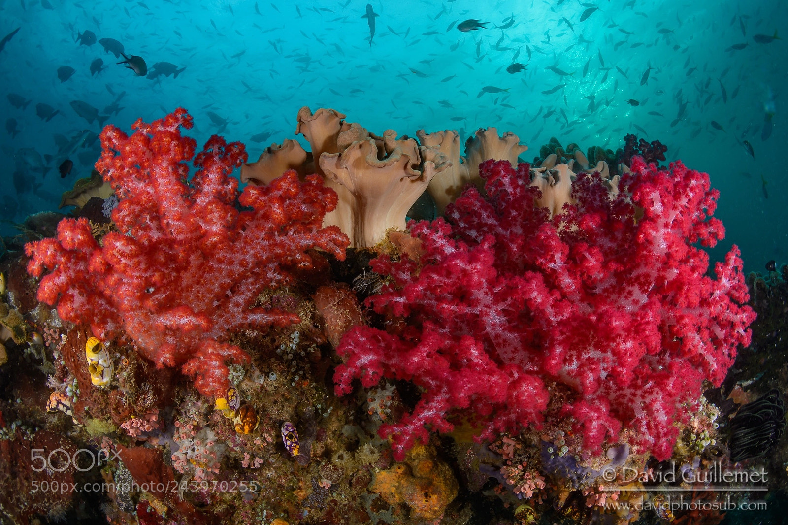 Nikon D7100 sample photo. Coral reef at sunset photography