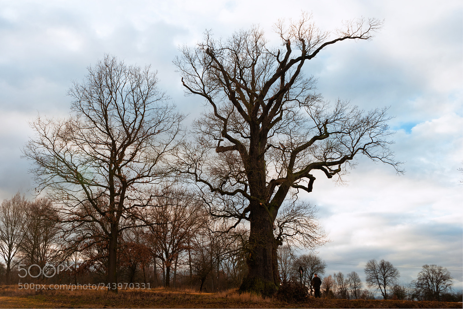 Sony a7 II sample photo. 15.jpg photography