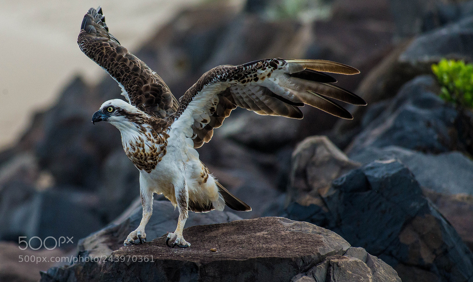 Nikon D610 sample photo. Osprey photography