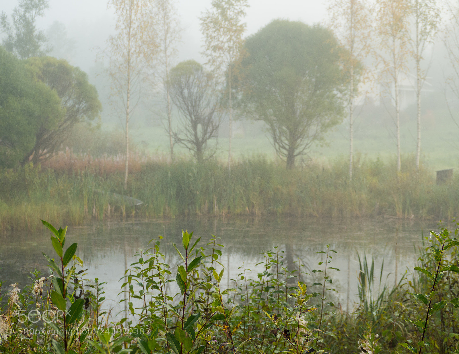 Olympus OM-D E-M10 sample photo. Misty morning photography