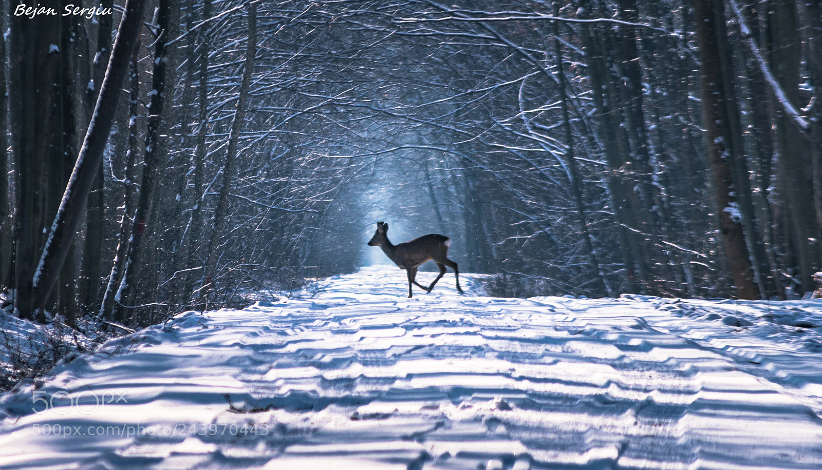 Nikon D3400 sample photo. Bambi photography