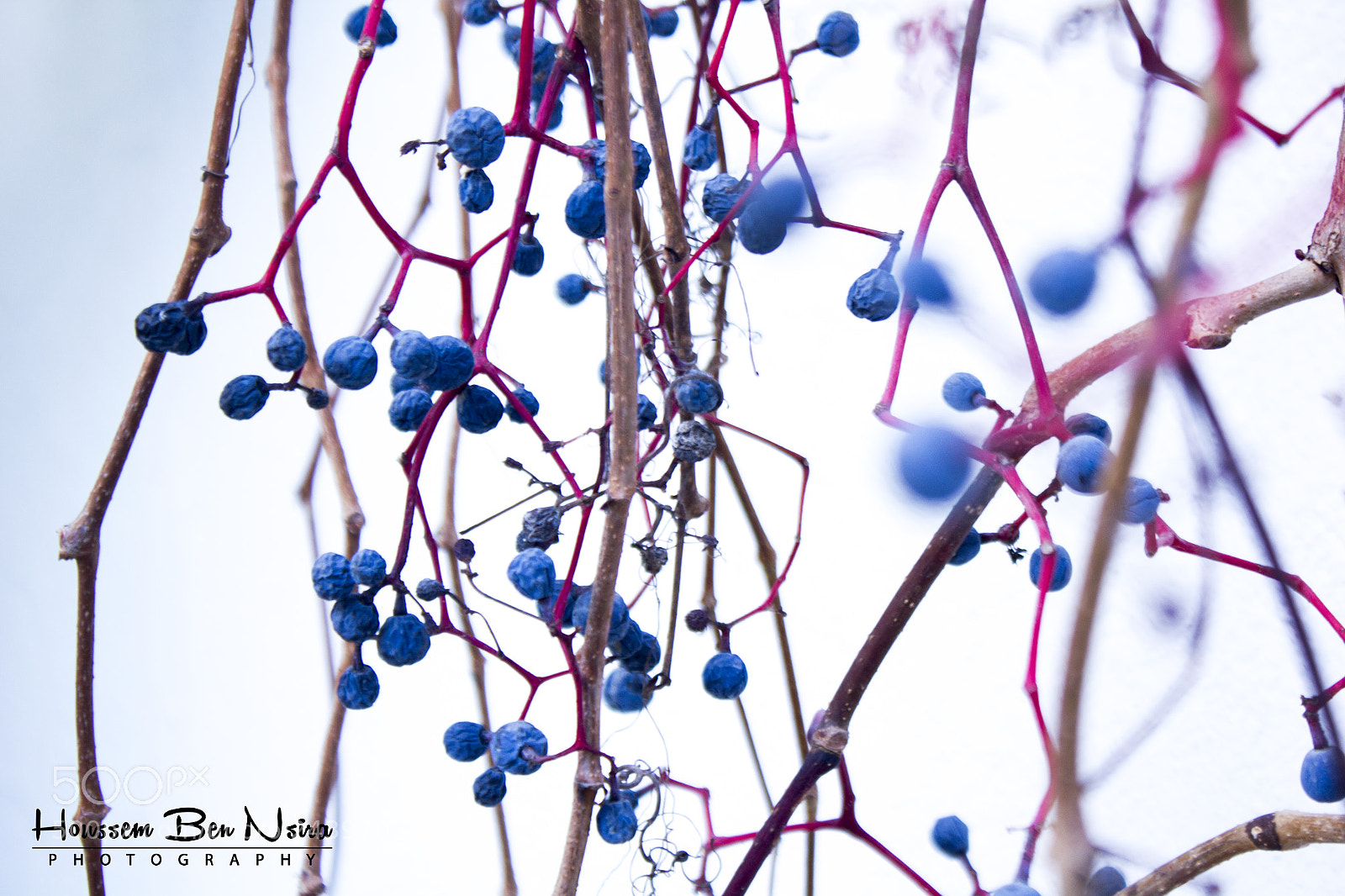 Canon EOS 550D (EOS Rebel T2i / EOS Kiss X4) sample photo. Blue plant photography