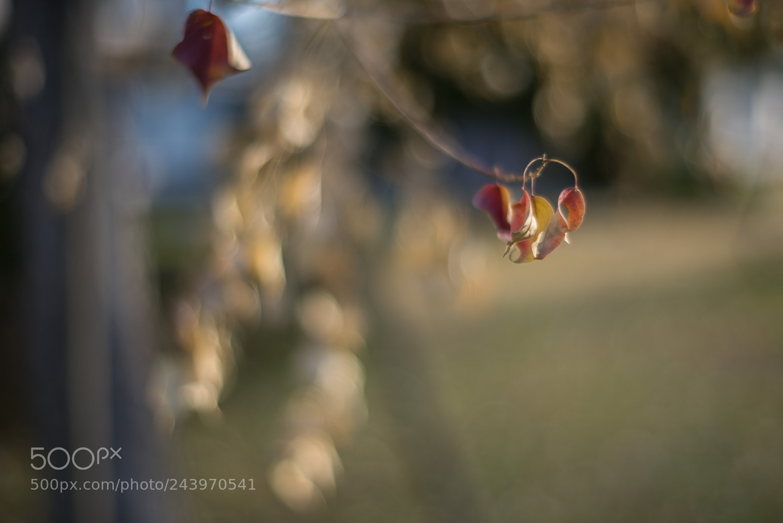 Nikon D810 sample photo. Leaves photography