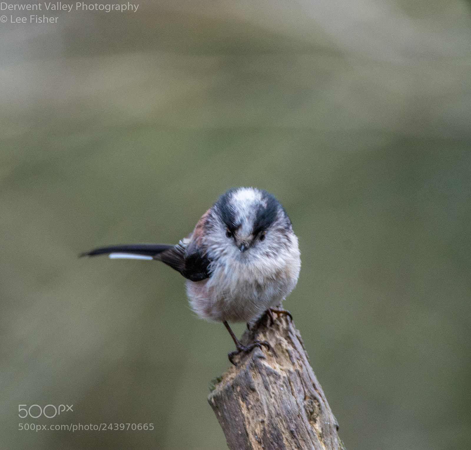 Nikon D7200 sample photo. Long tailed tit photography