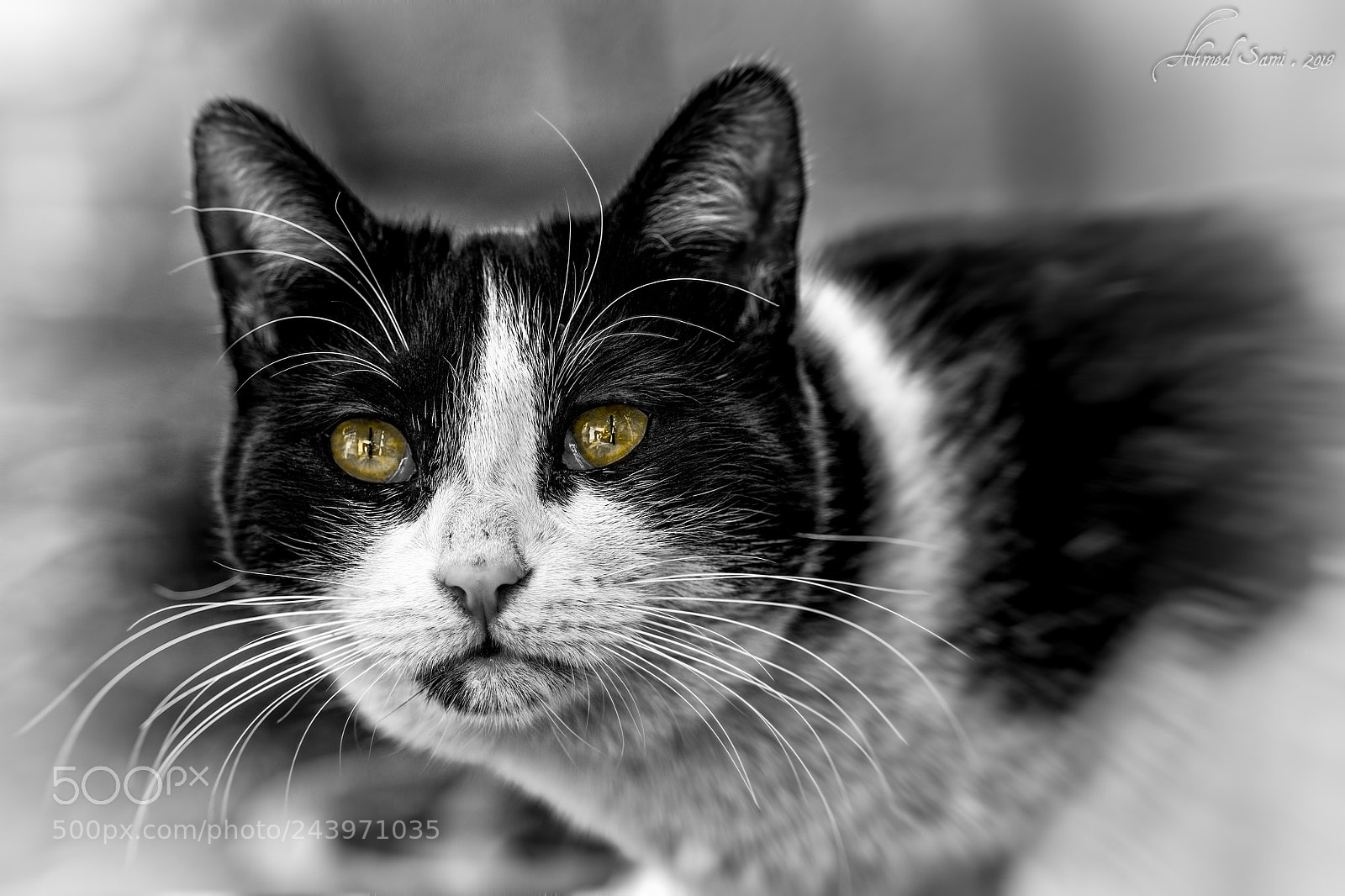 Nikon D7100 sample photo. Eye of the predator photography