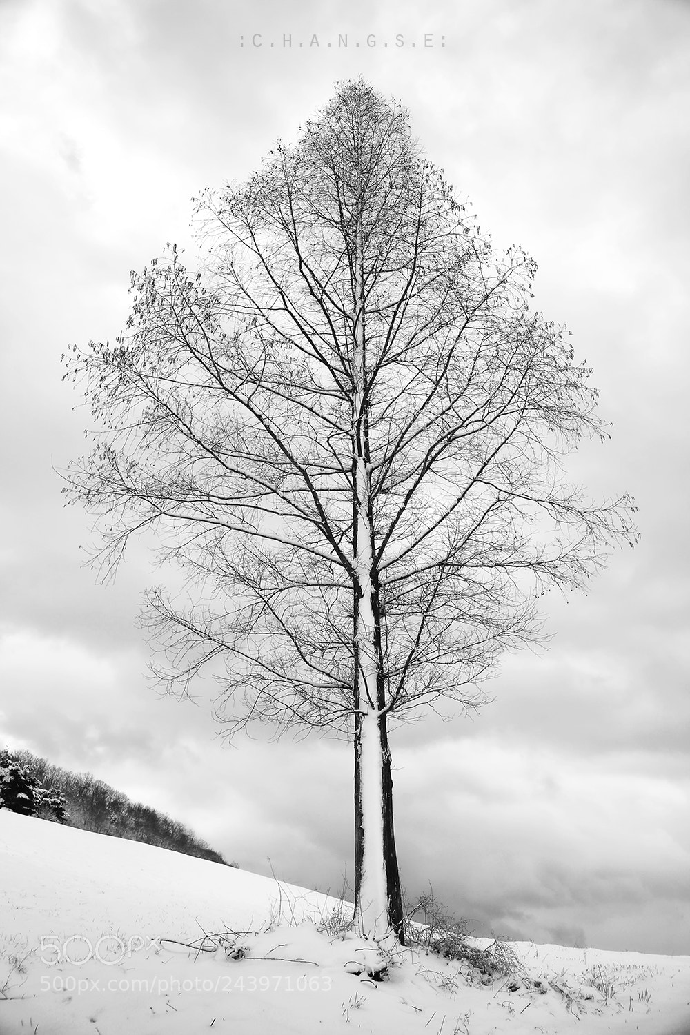 Sony SLT-A99V sample photo. The winter.. photography