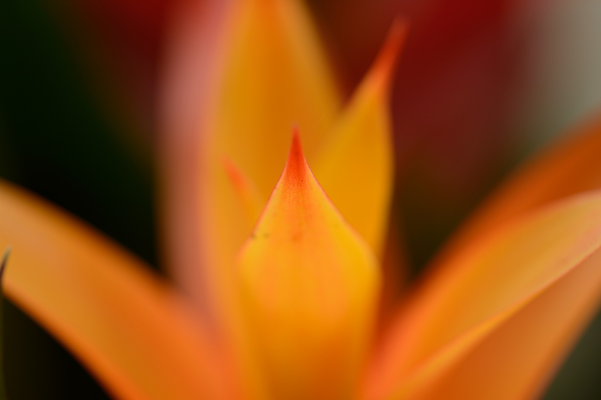 Nikon AF-S Micro-Nikkor 105mm F2.8G IF-ED VR sample photo. Flames photography