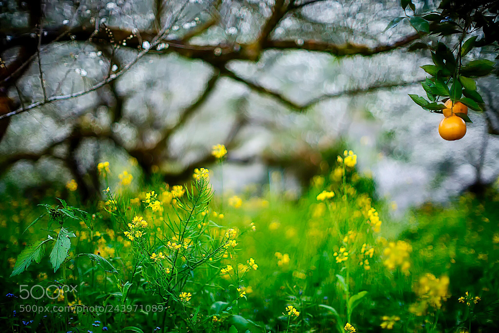 Nikon D800E sample photo. Untitled photography