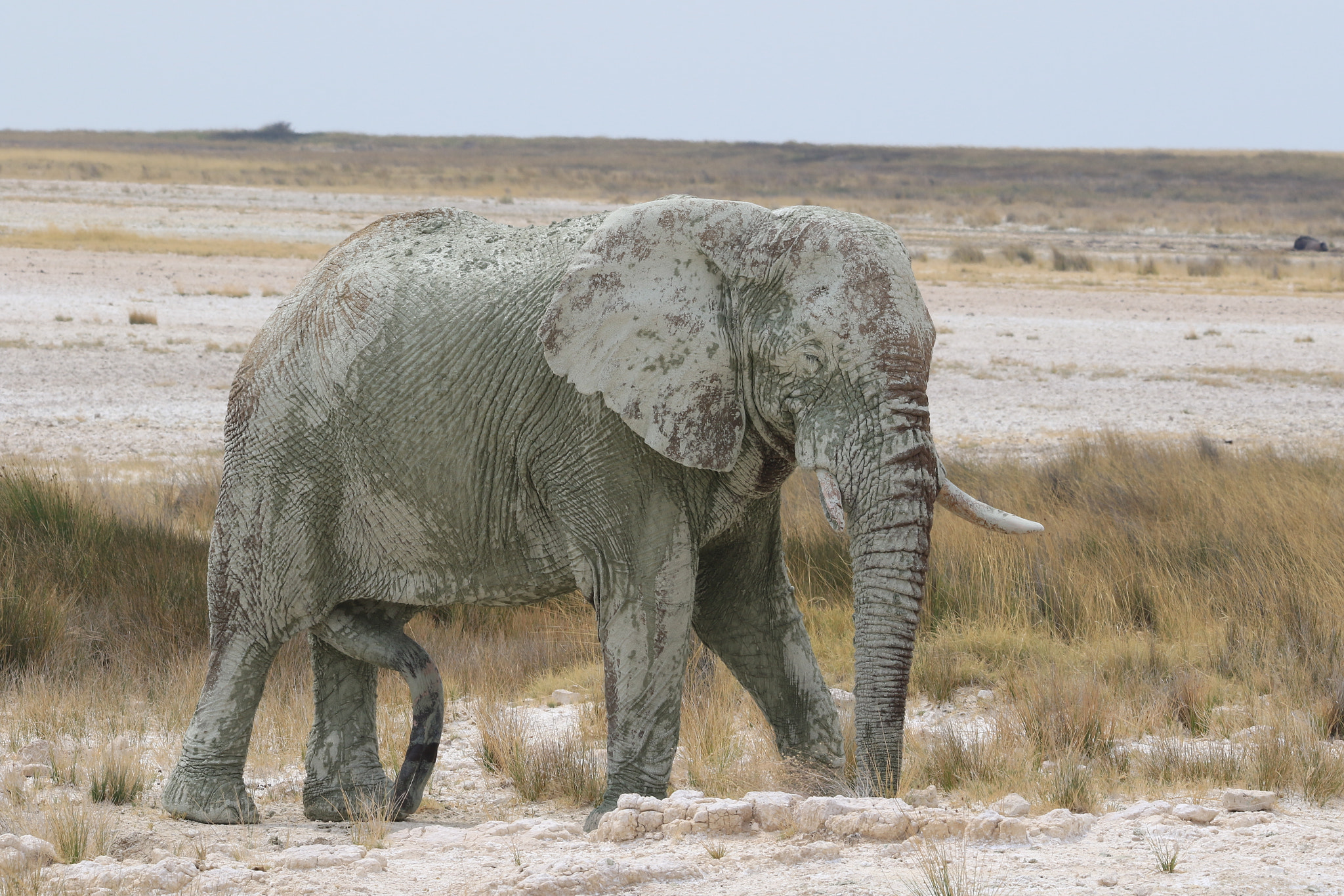 Sigma 150-600mm F5-6.3 DG OS HSM | C sample photo. Parc national etosha - namibia photography