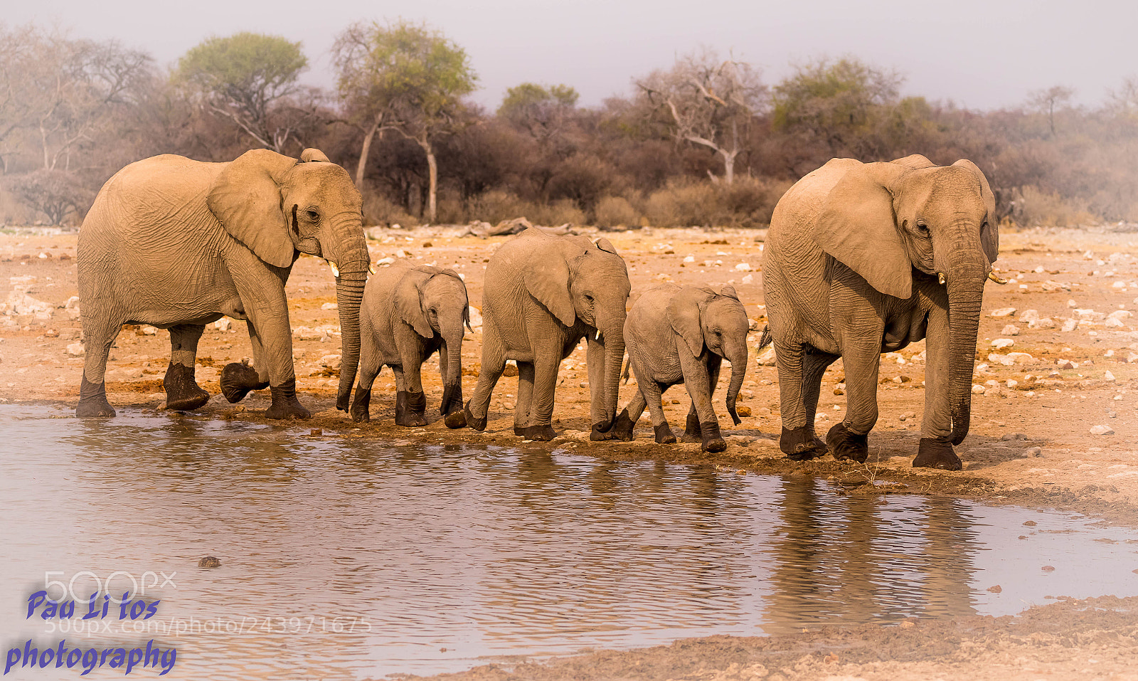 Canon EOS 7D Mark II sample photo. Parc national etosha photography