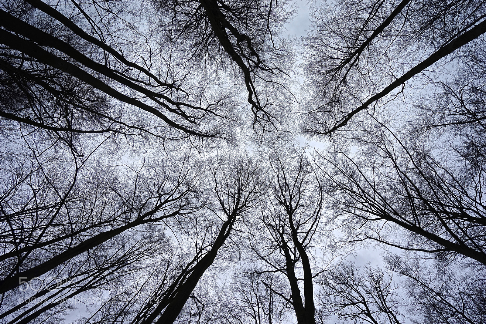 Sony a7R sample photo. Trees through a 16mm photography