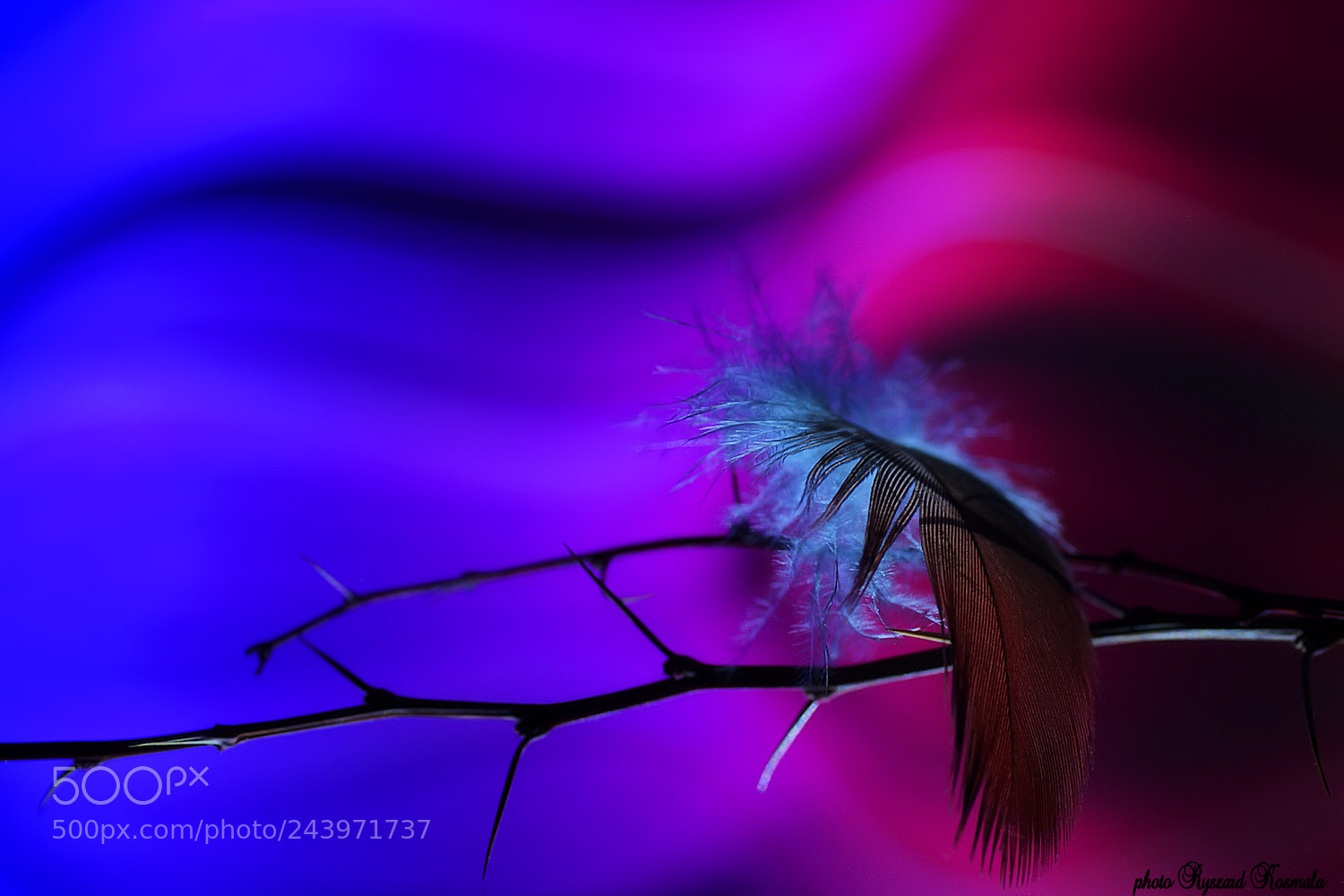 Sony Alpha DSLR-A300 sample photo. Red feather photography