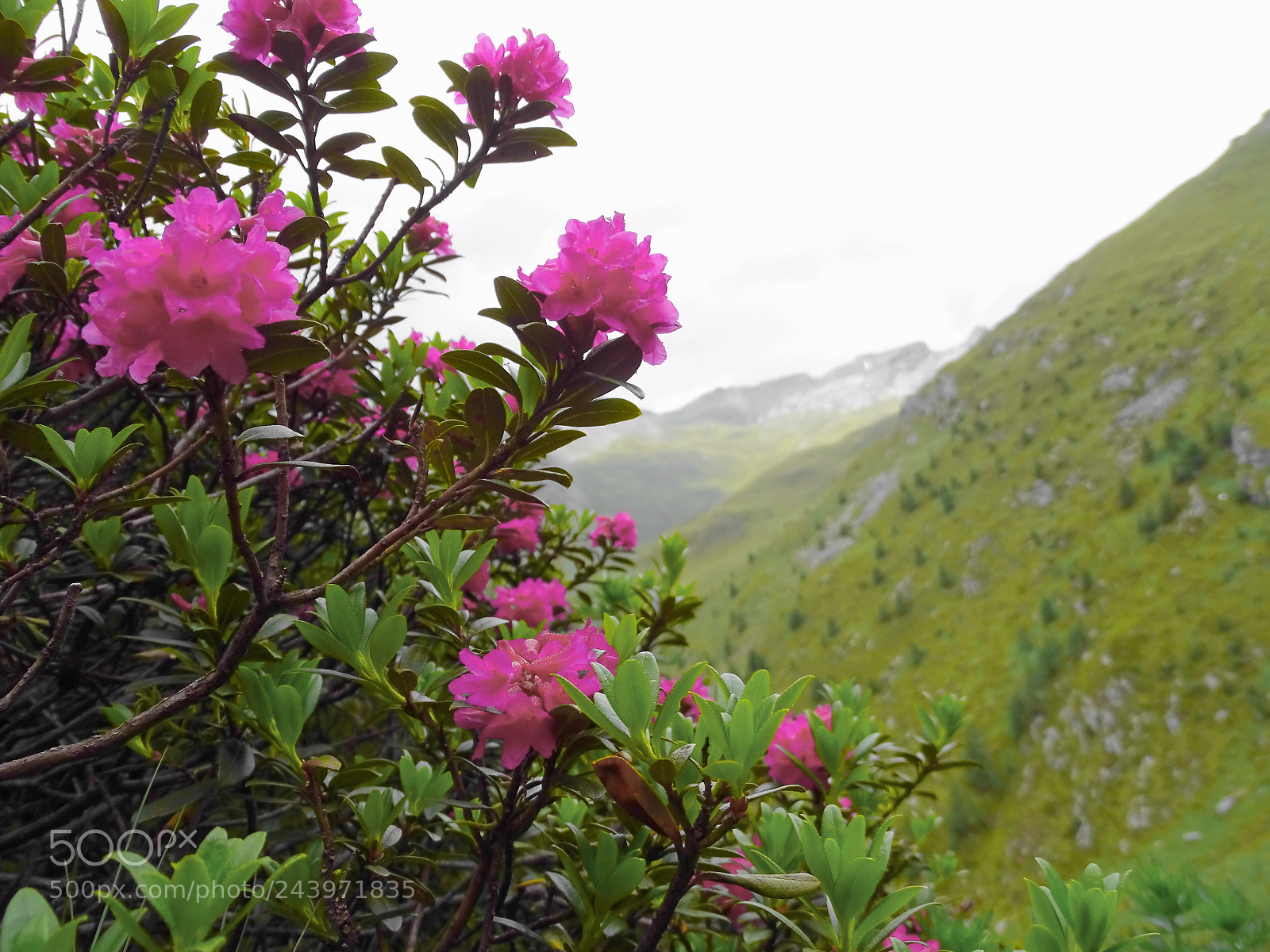 Sony Cyber-shot DSC-HX400V sample photo. Alpenrose photography