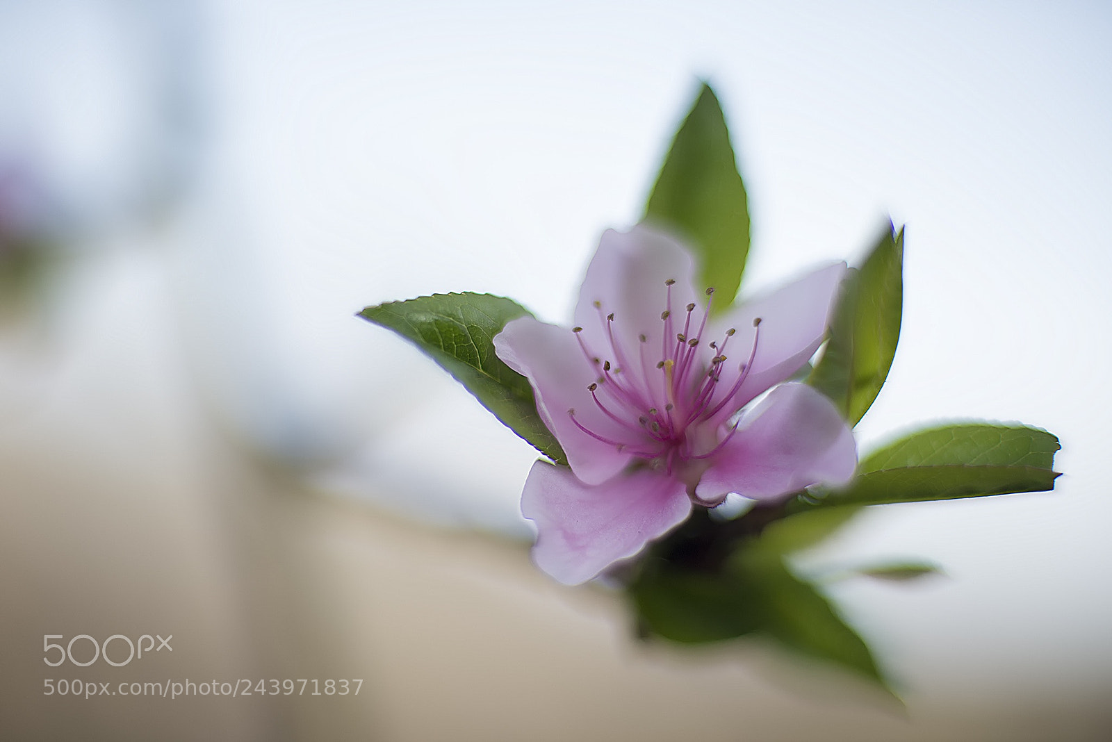 Nikon D800E sample photo. Untitled photography