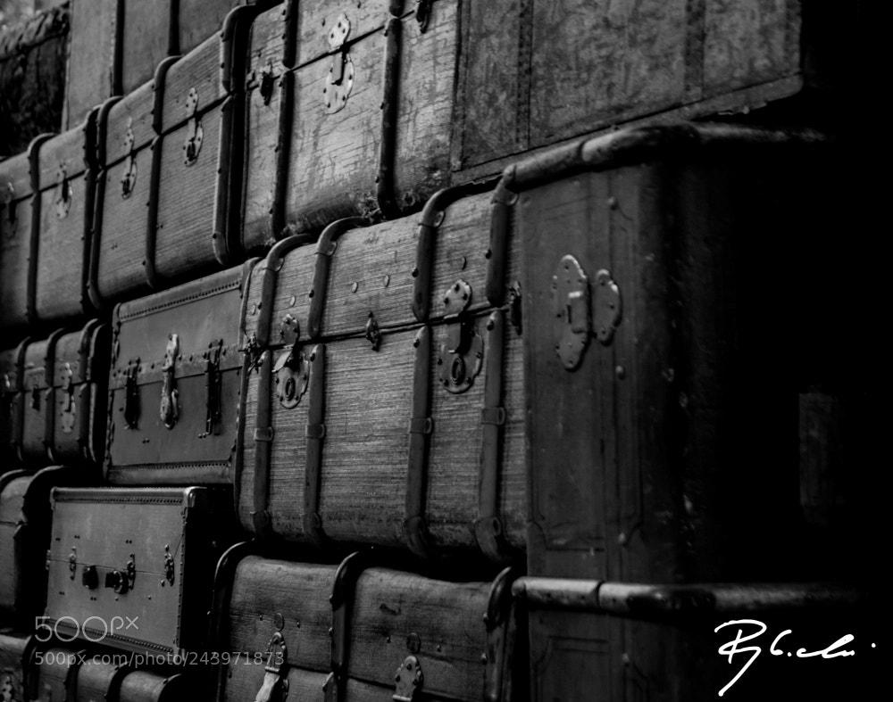 Sony Alpha DSLR-A350 sample photo. Trunk photography