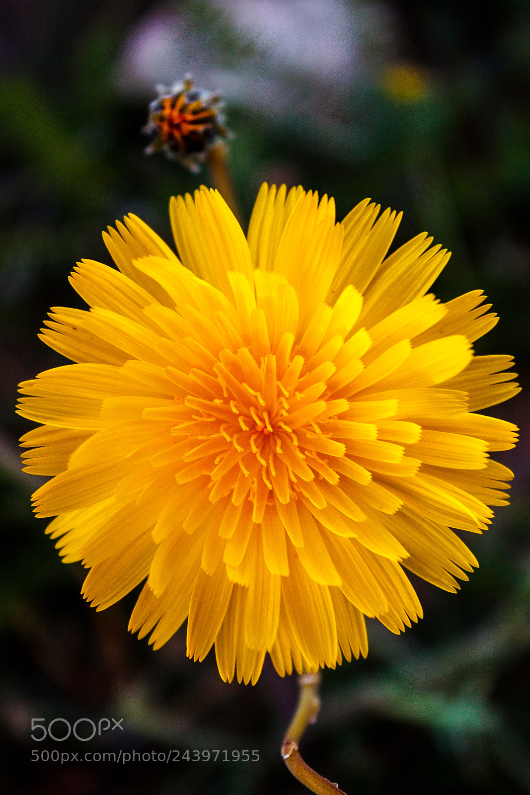 Canon EOS 500D (EOS Rebel T1i / EOS Kiss X3) sample photo. Yellow flower photography