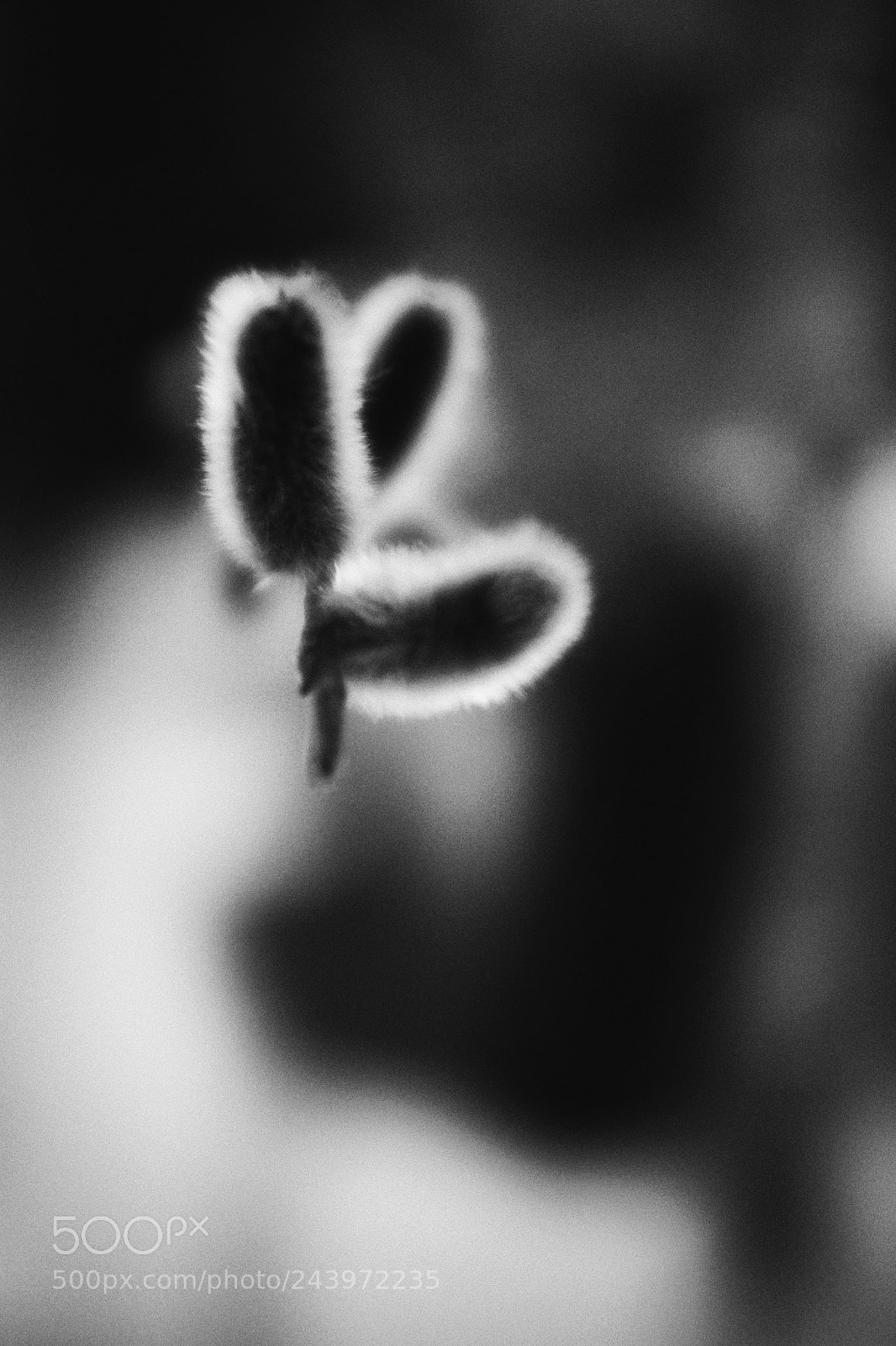 Fujifilm X100T sample photo. Untitled photography