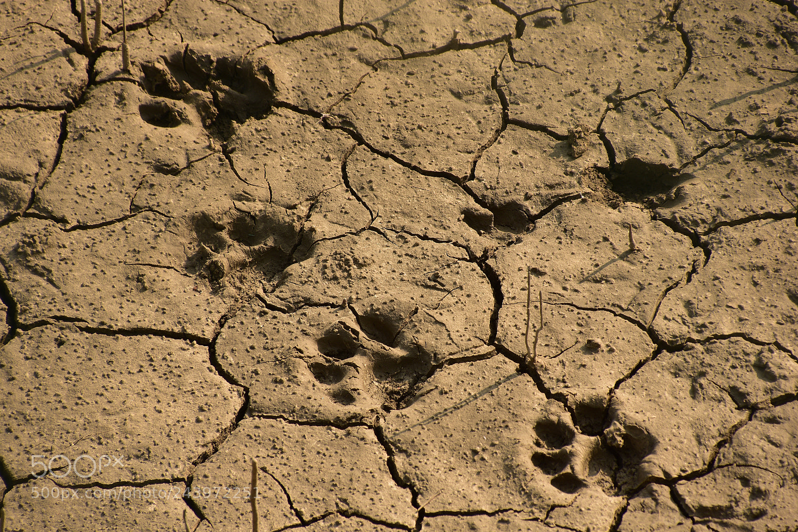 Nikon D7200 sample photo. ... his majesty's footprints ........... photography