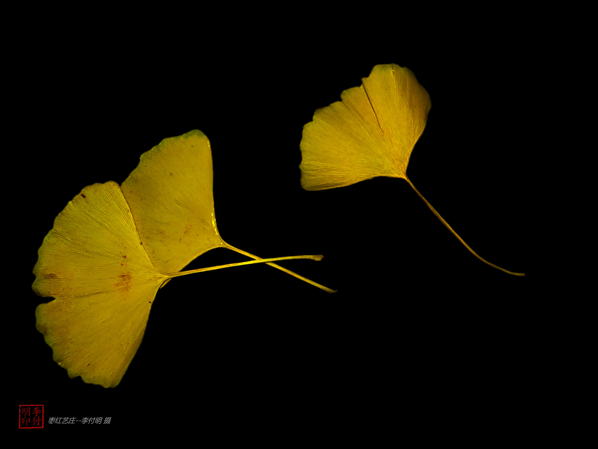 Sony DSC-HX200 sample photo. 【银杏】李付明 摄 photography