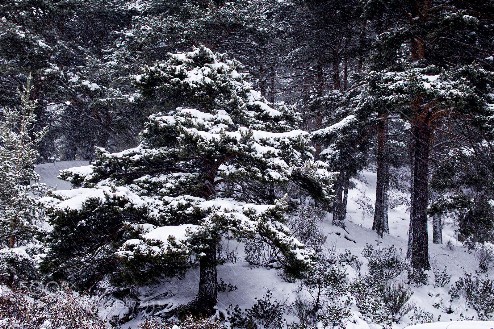 Canon EOS 100D (EOS Rebel SL1 / EOS Kiss X7) sample photo. Snow dancing photography