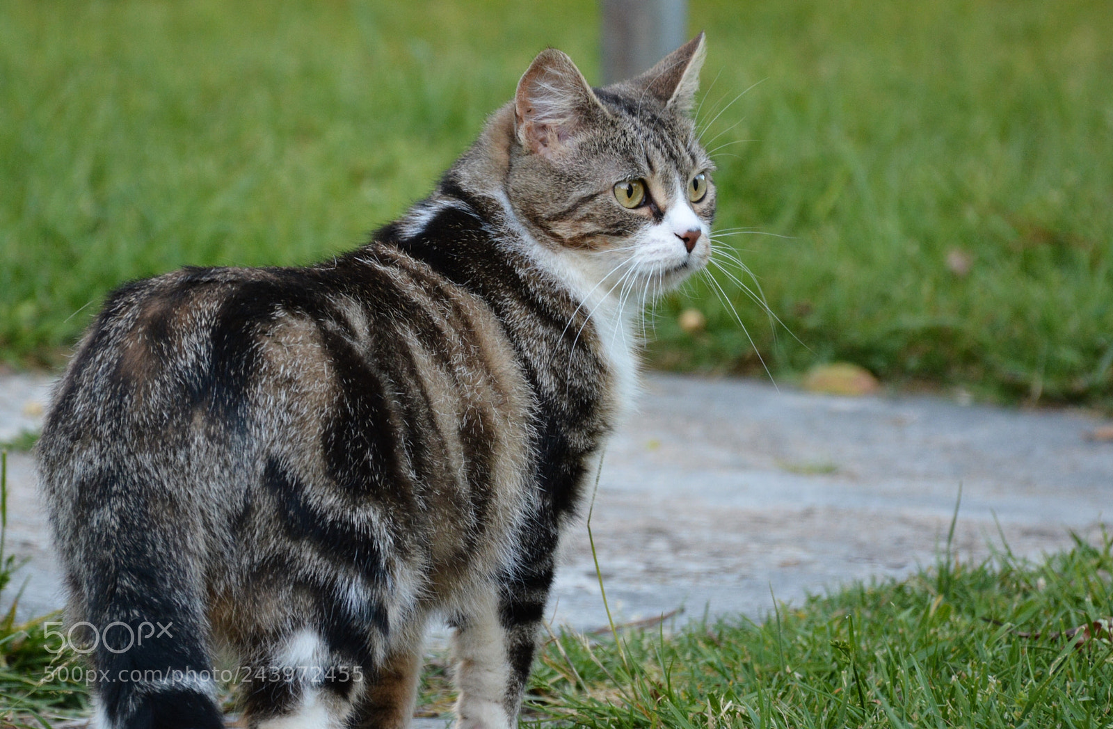 Nikon D7100 sample photo. Untitled photography