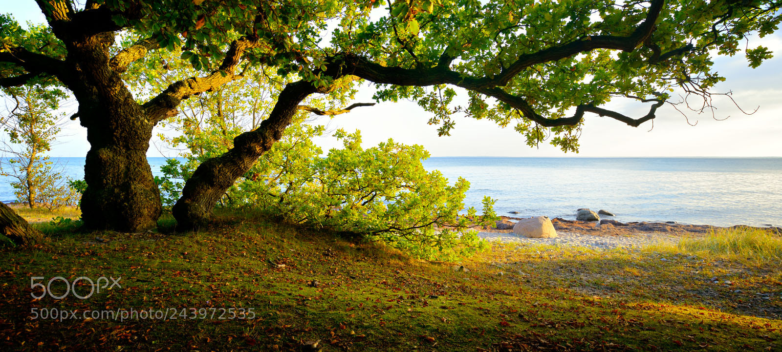 Nikon D800 sample photo. Coastal oakscape photography
