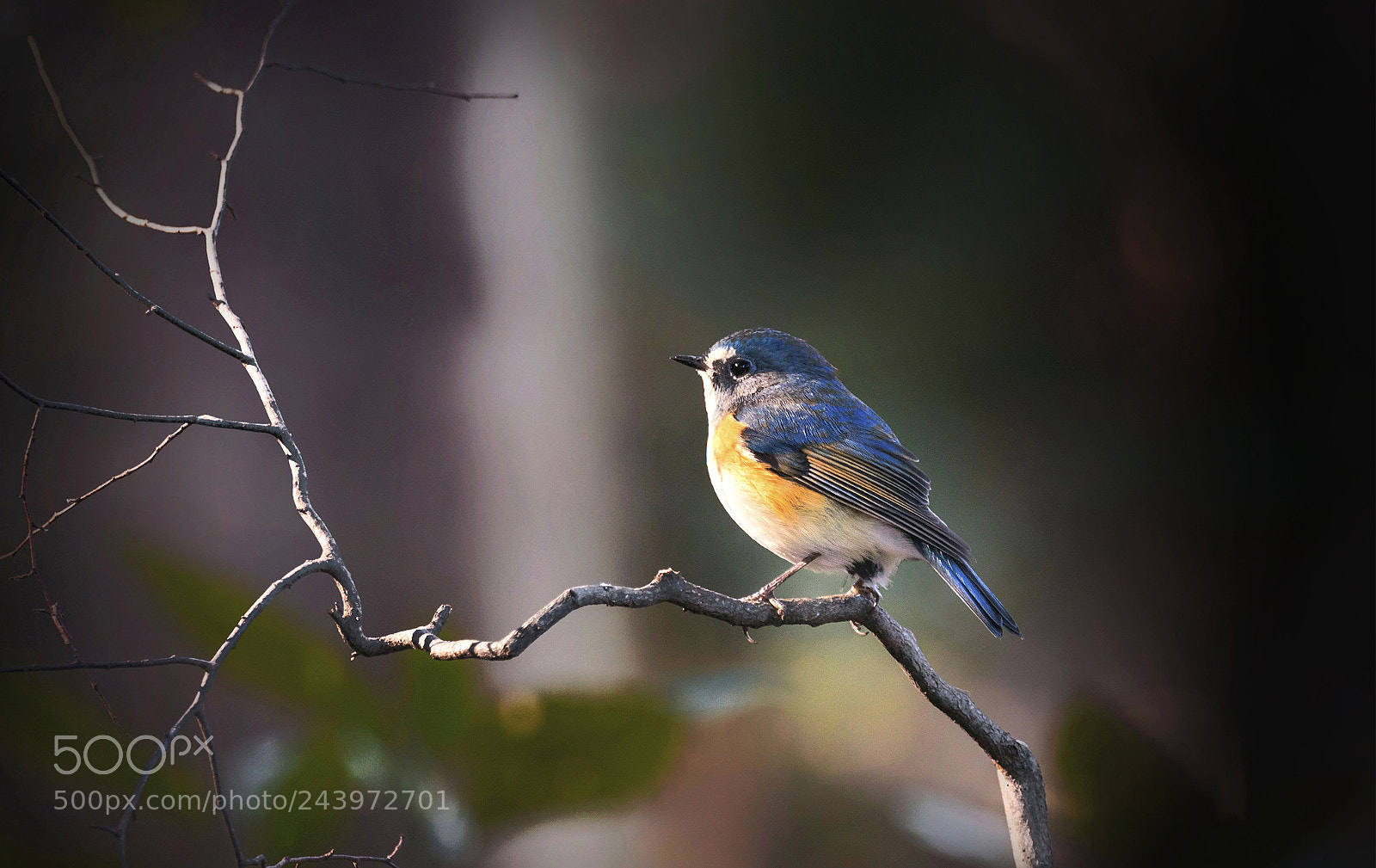 Nikon D500 sample photo. Tarsiger cyanurus photography