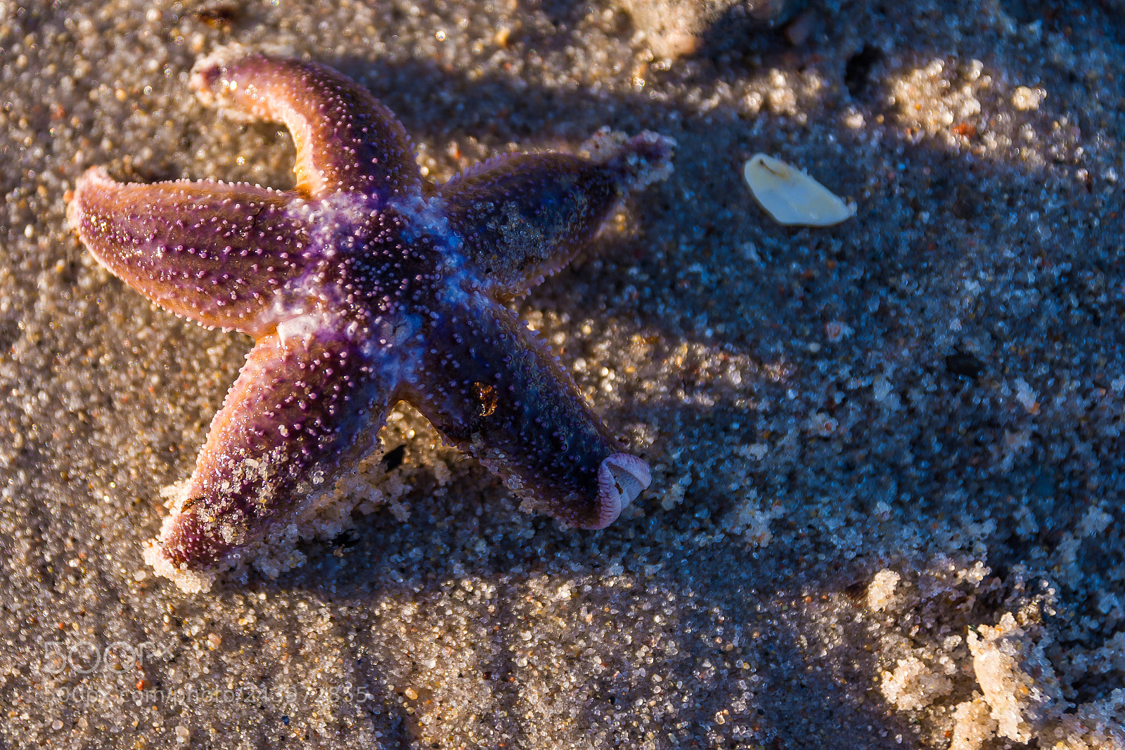 Nikon D7200 sample photo. Baltic starfish photography