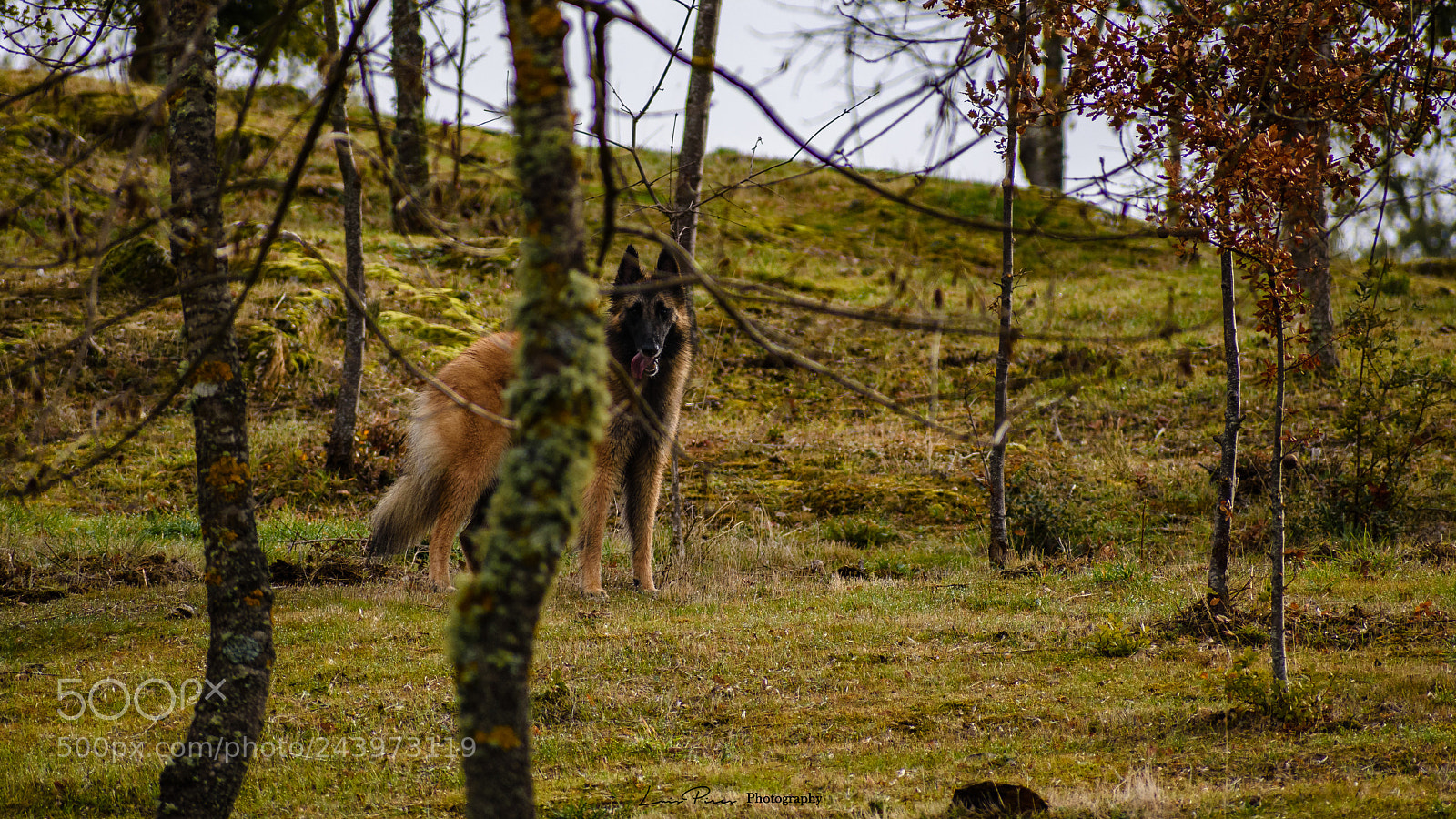 Nikon D7200 sample photo. Arya in wood. photography