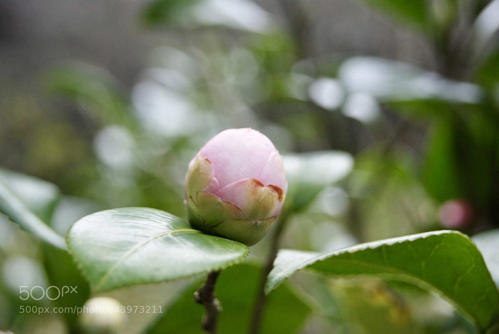 Sony Alpha DSLR-A330 sample photo. 蕾 photography