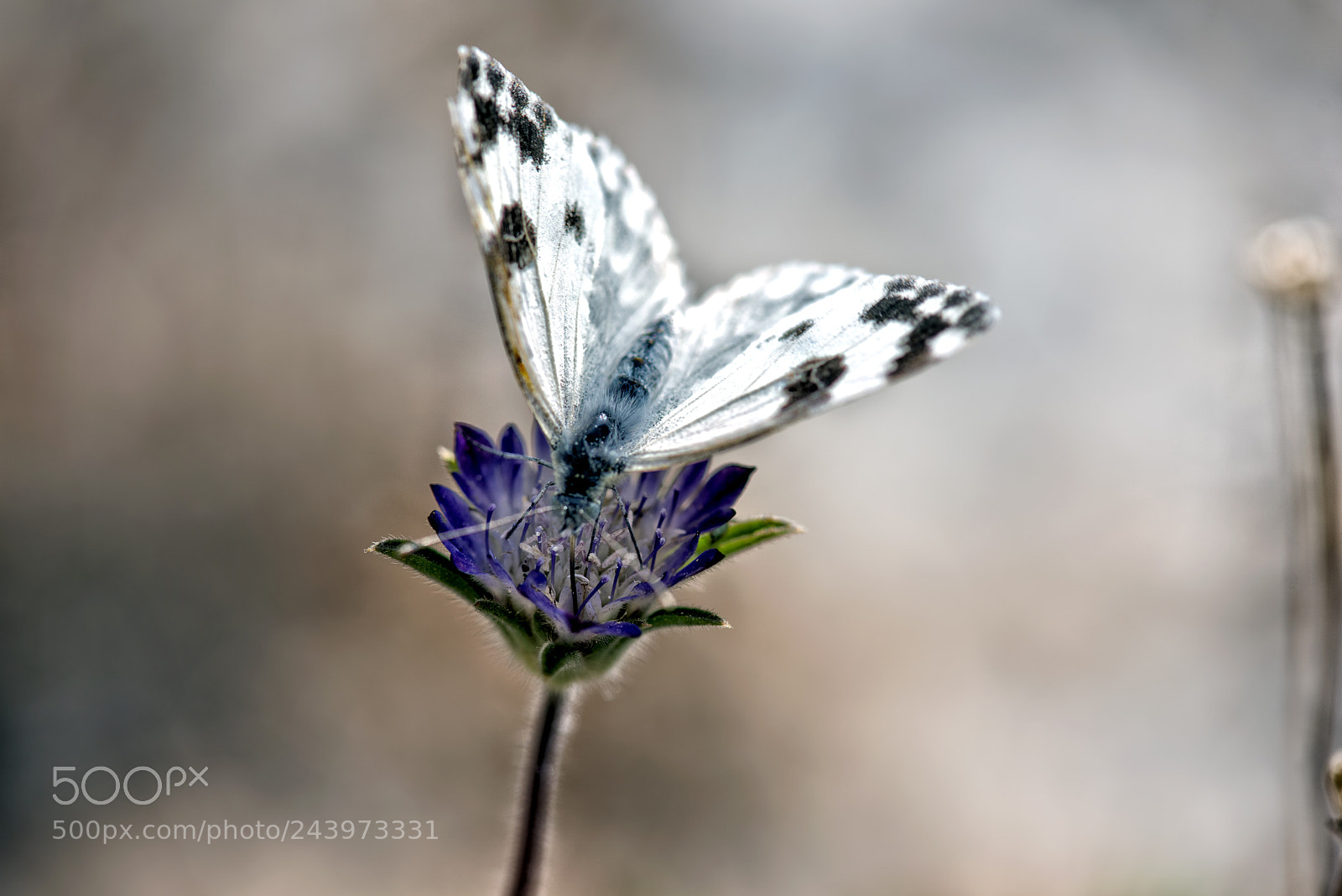 Nikon D810 sample photo. In the field photography