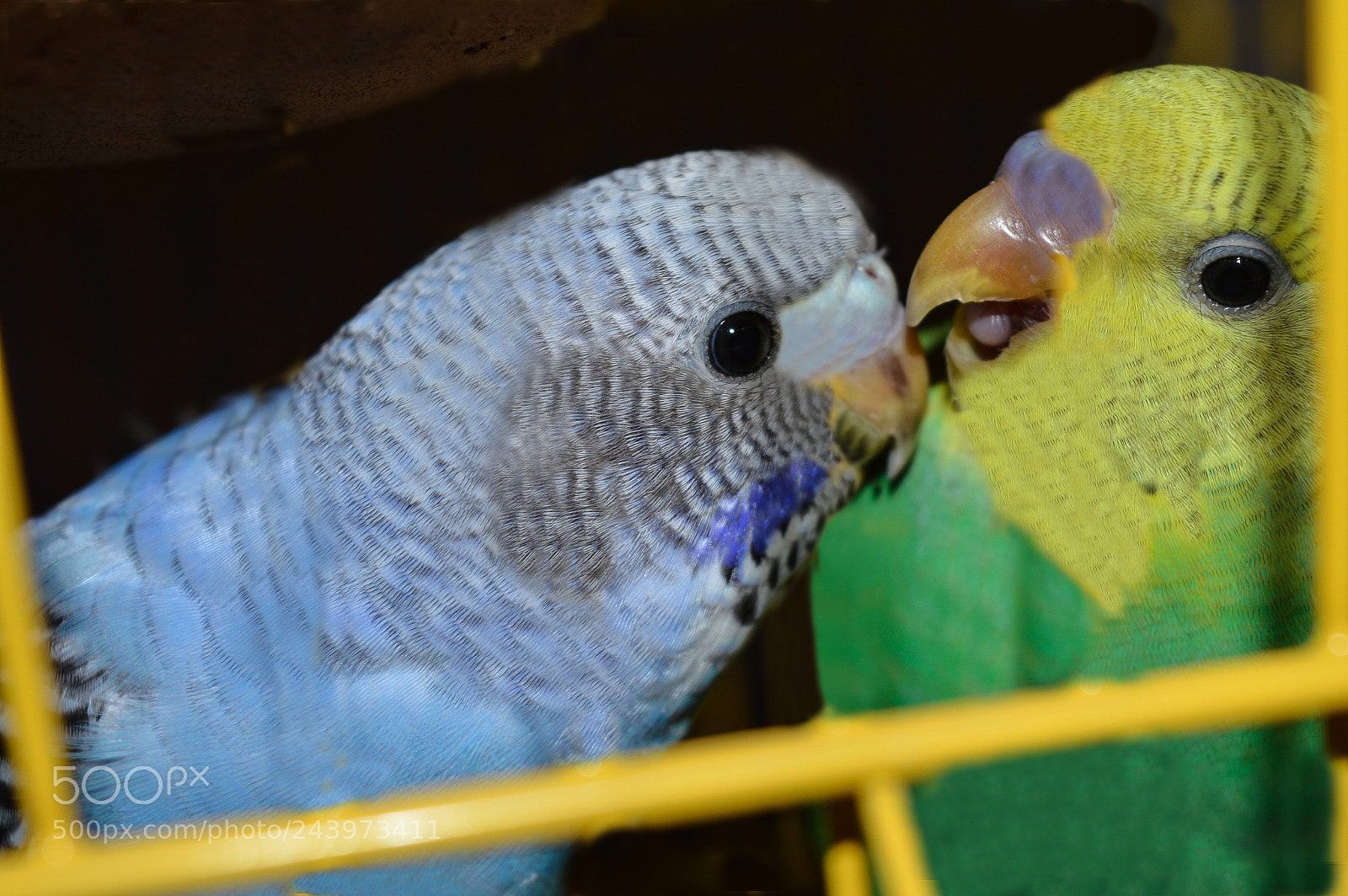 Nikon D3200 sample photo. Brds photography
