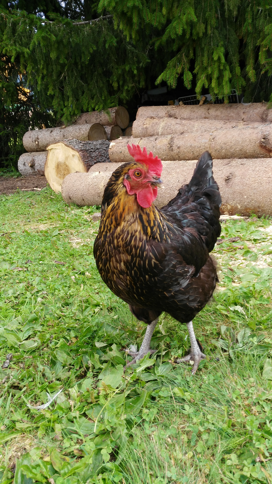 HUAWEI G7-L01 sample photo. Hen photography