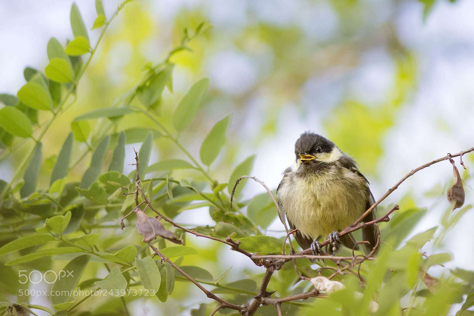 Canon EOS 700D (EOS Rebel T5i / EOS Kiss X7i) sample photo. Singing in the morning photography
