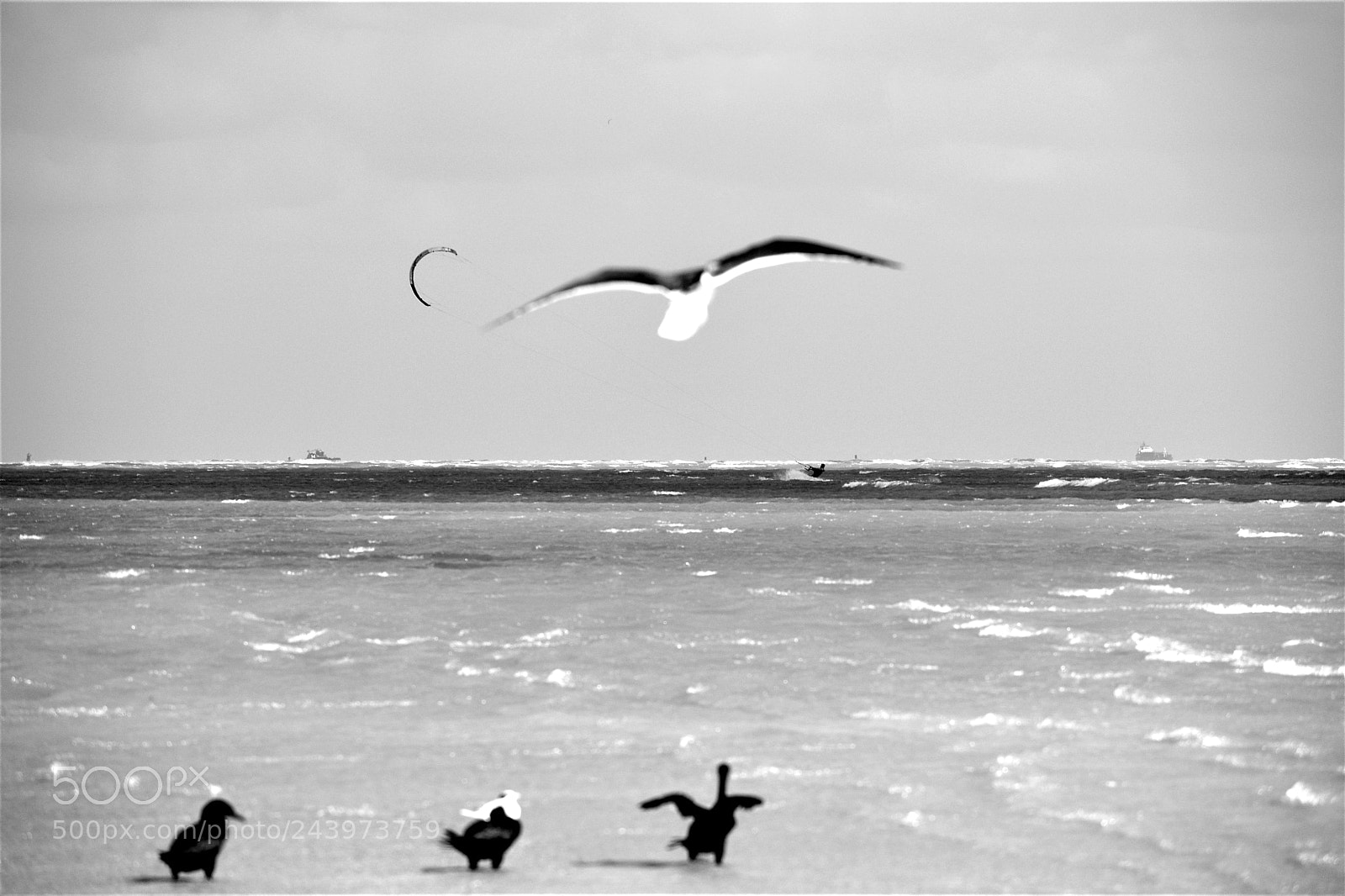 Nikon D3400 sample photo. Gliding duet photography