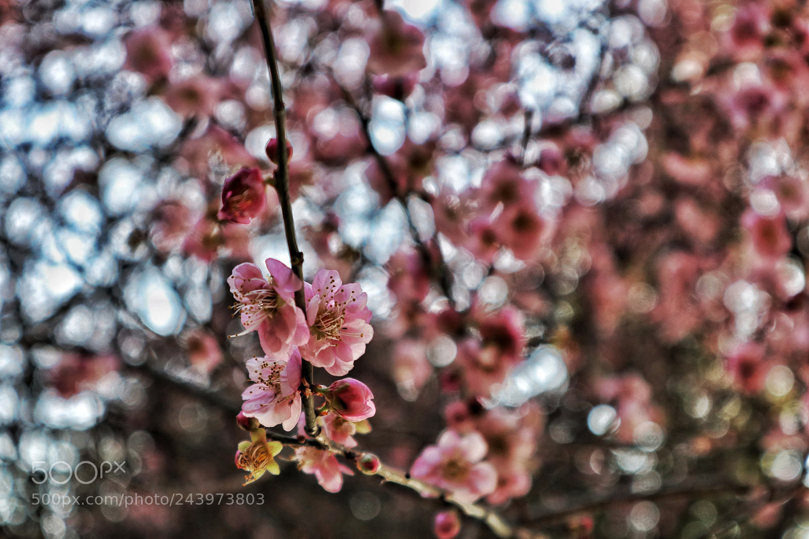 Canon EOS M100 sample photo. Flowers photography