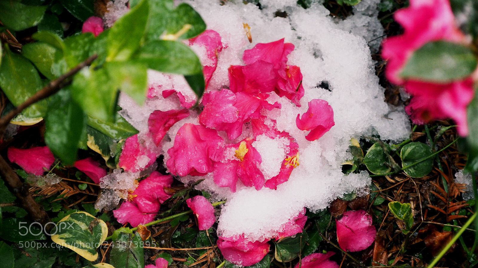 Olympus PEN E-PL7 sample photo. Flower and snow photography