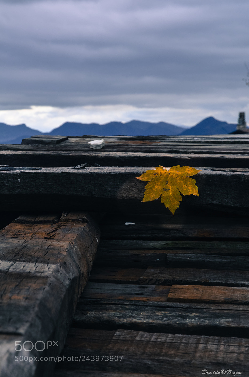 Nikon D7100 sample photo. Foglia photography
