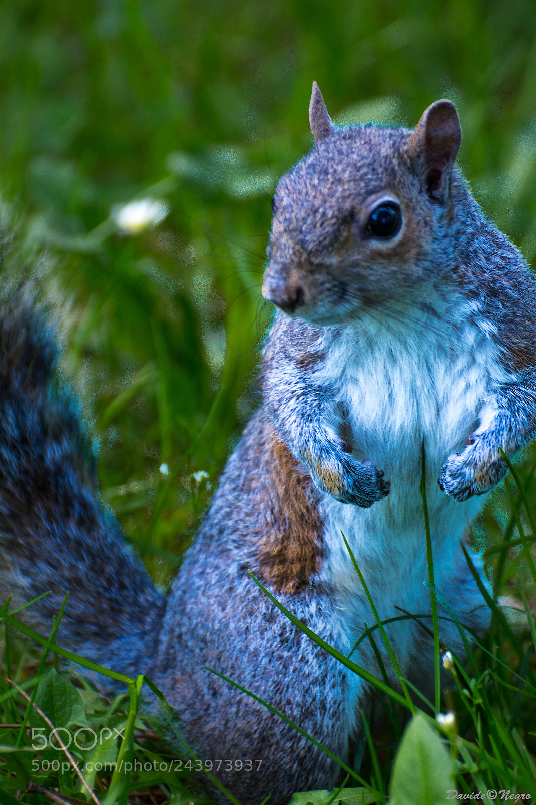 Nikon D7100 sample photo. Squirrel photography