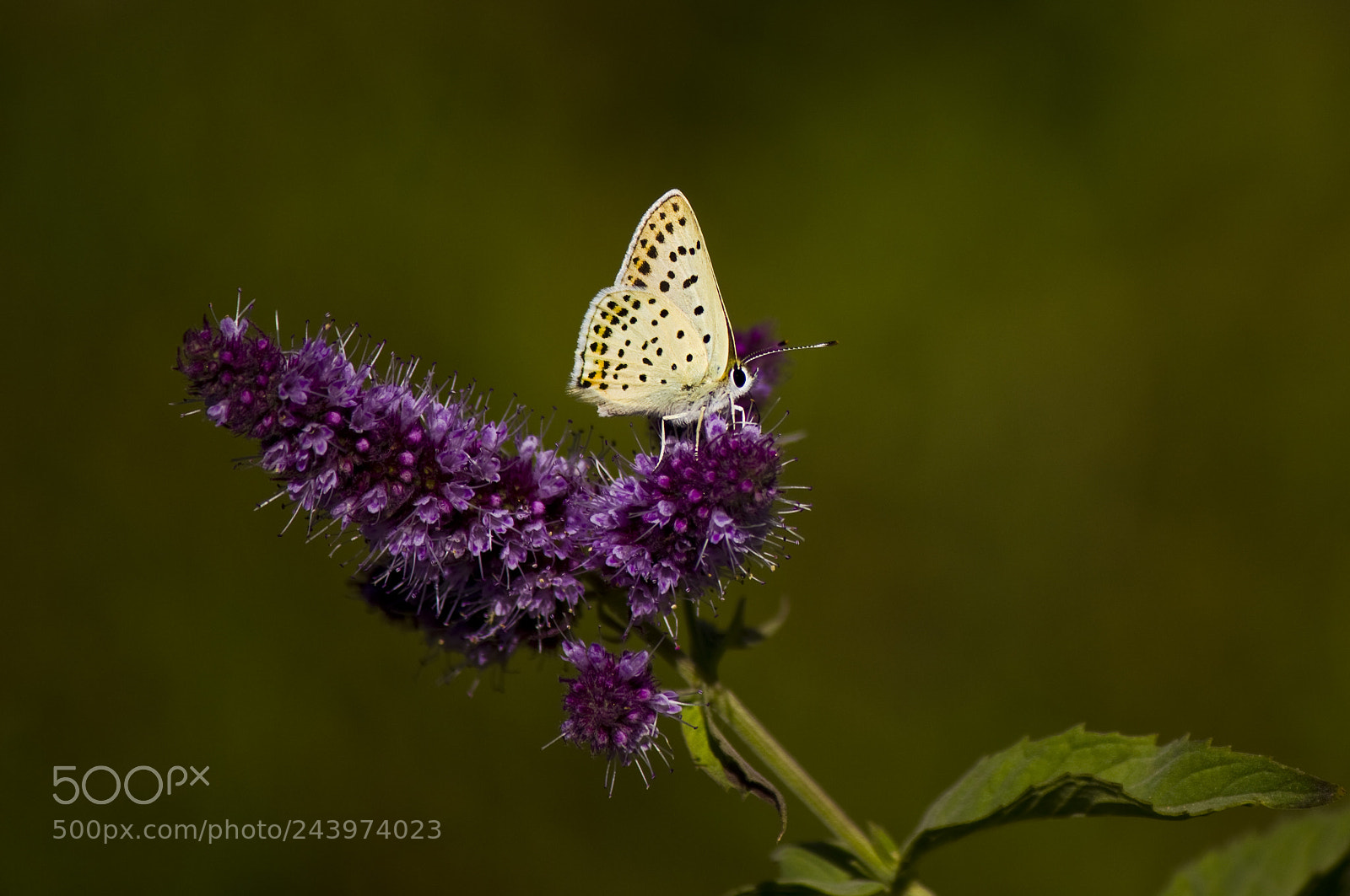 Canon EOS 550D (EOS Rebel T2i / EOS Kiss X4) sample photo. Butterfly photography