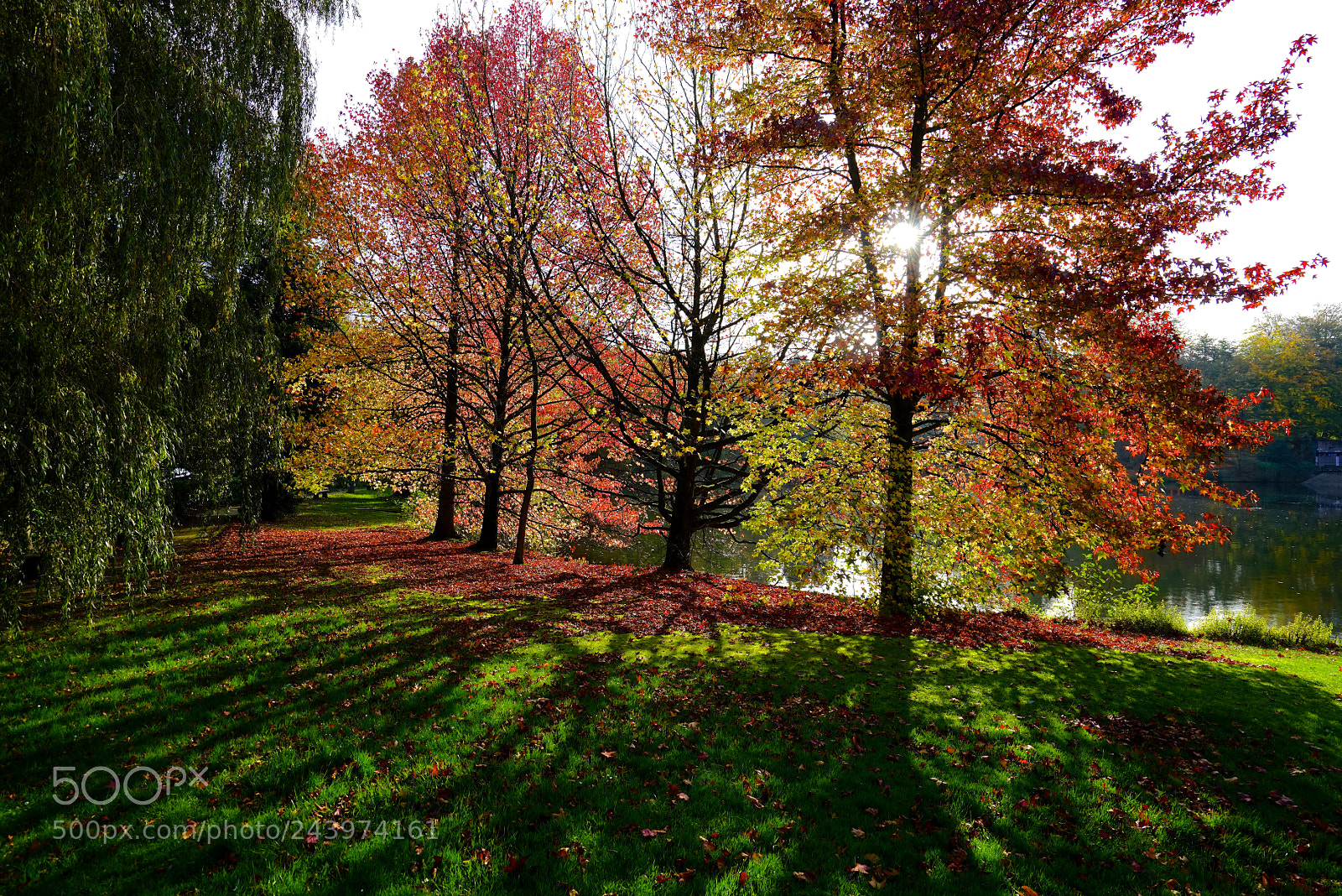 Sony a7R sample photo. Autumn leaves photography