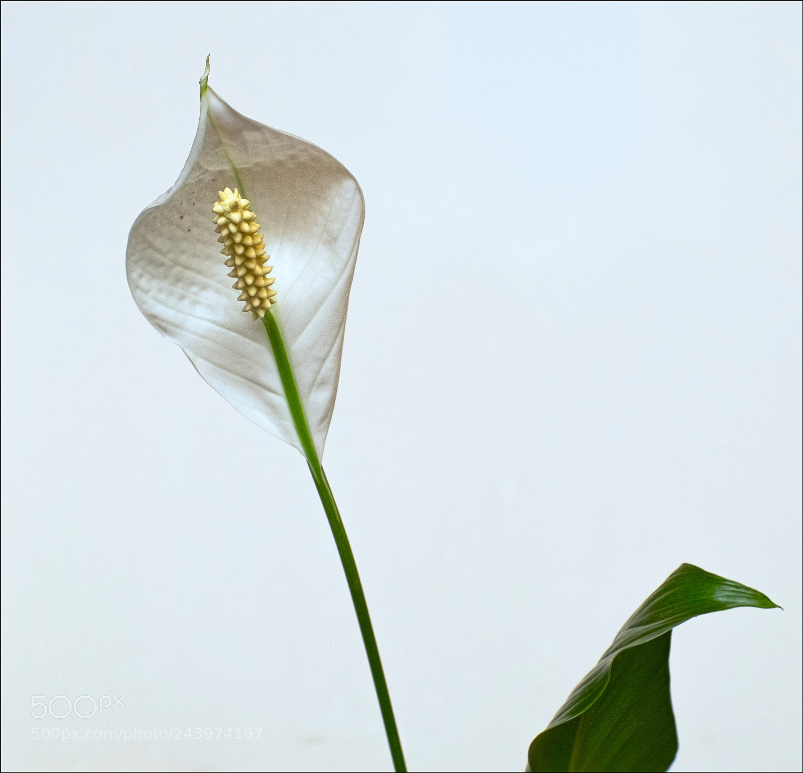 Fujifilm X-T1 sample photo. Inflorescence photography