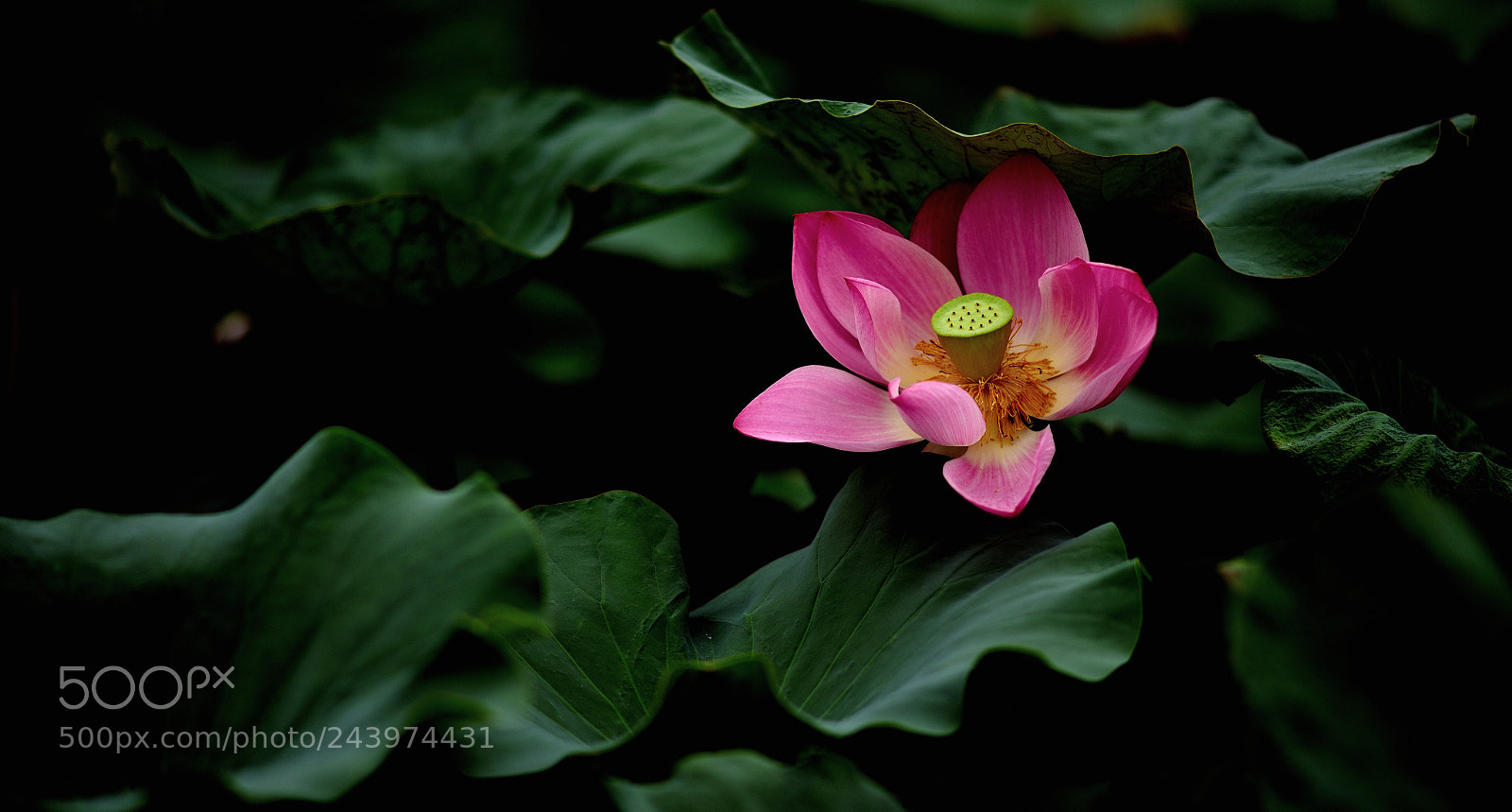Nikon D800E sample photo. Untitled photography