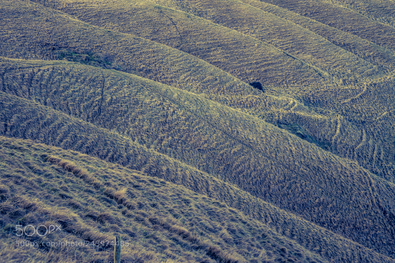 Nikon D3200 sample photo. The white horse manger photography
