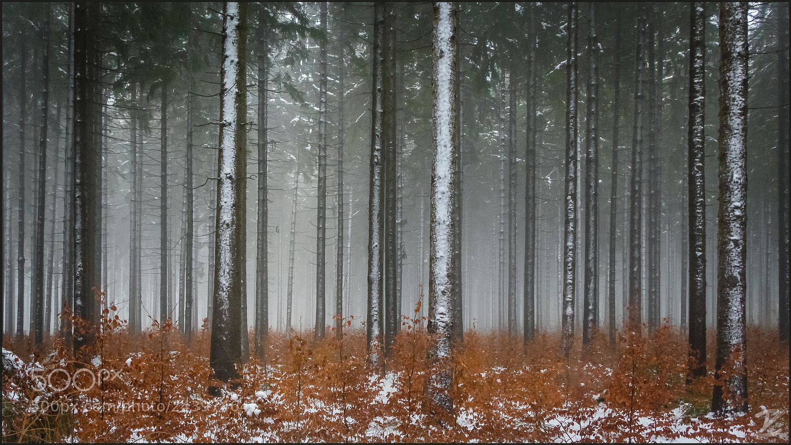 Canon EOS 7D Mark II sample photo. Herbstlicher winterwald - autumnal photography