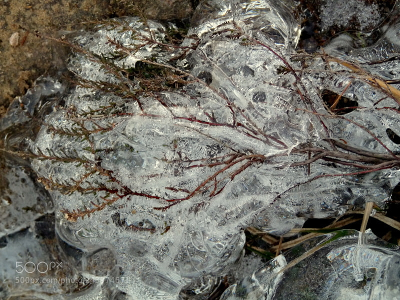 Panasonic Lumix DMC-FZ28 sample photo. Embedded in ice photography