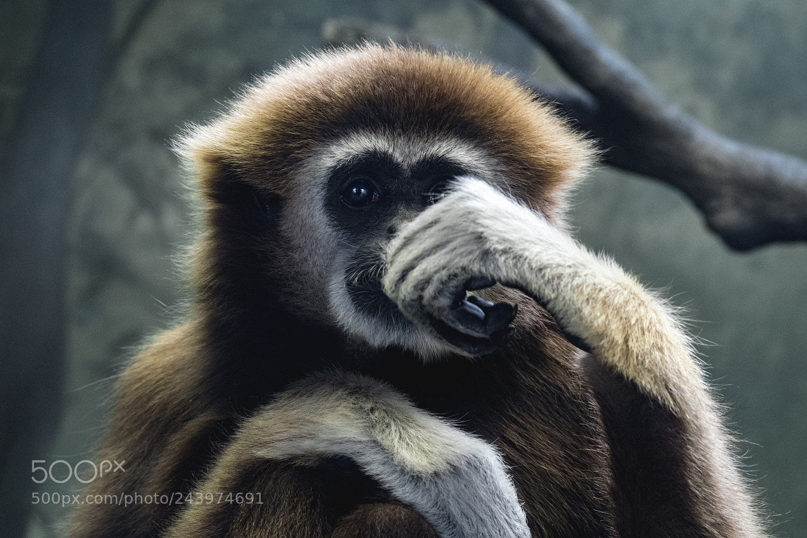 Olympus PEN-F sample photo. Zoo photography